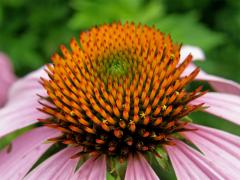 Třepetovka purpurová (Echinacea purpurea L.)