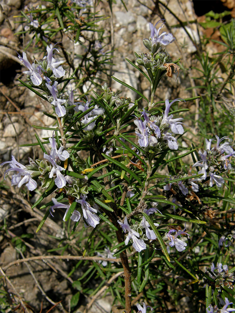 Rozmarýna lékařská (Rosmarinus officinalis L.)