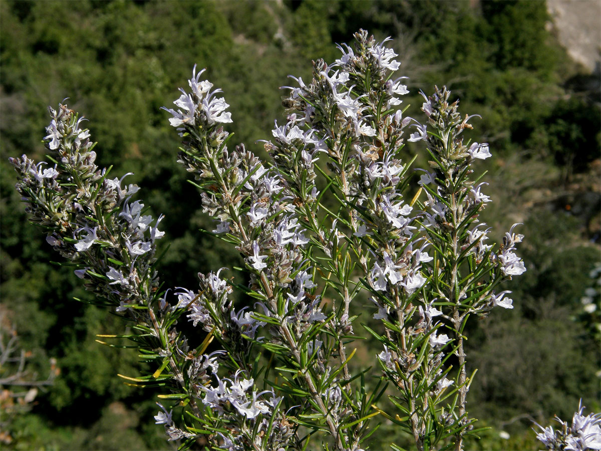 Rozmarýna lékařská (Rosmarinus officinalis L.)