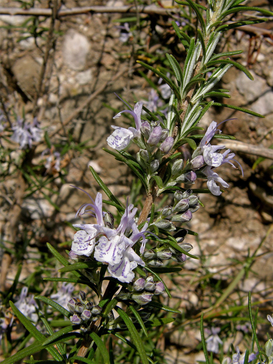 Rozmarýna lékařská (Rosmarinus officinalis L.)