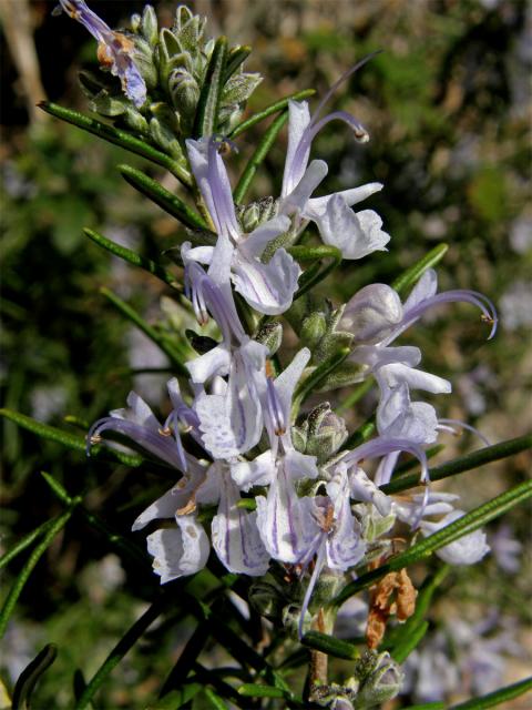 Rozmarýna lékařská (Rosmarinus officinalis L.)