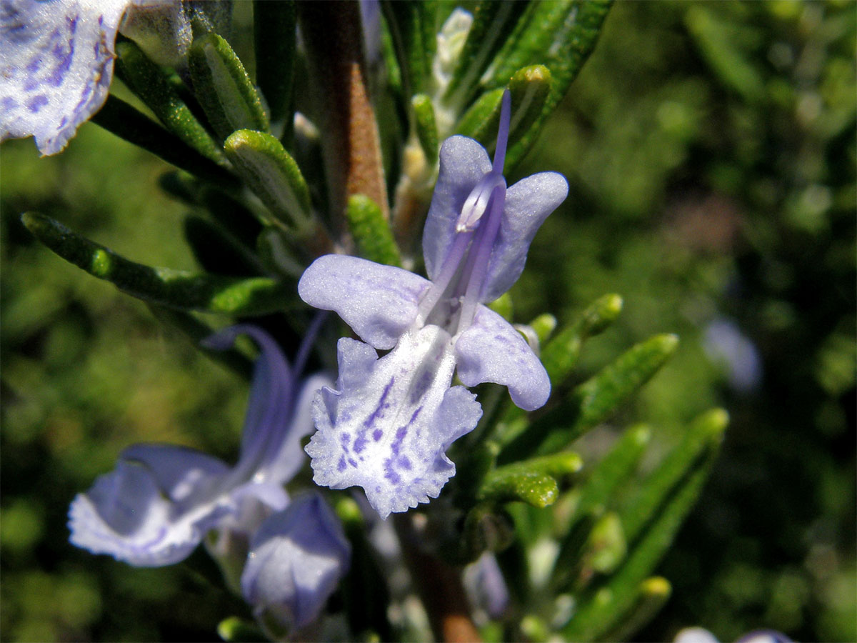 Rozmarýna lékařská (Rosmarinus officinalis L.)