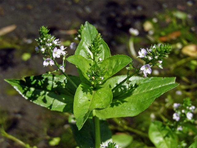 Rozrazil drchničkovitý (Veronica anagallis aquatica L.)