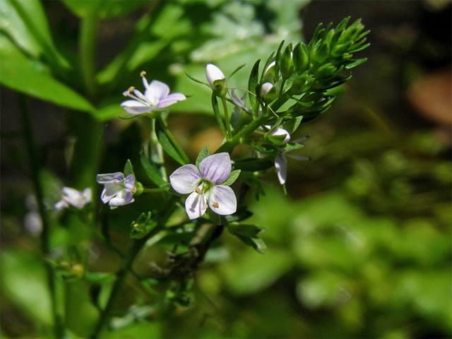 Rozrazil drchničkovitý (Veronica anagallis aquatica L.)