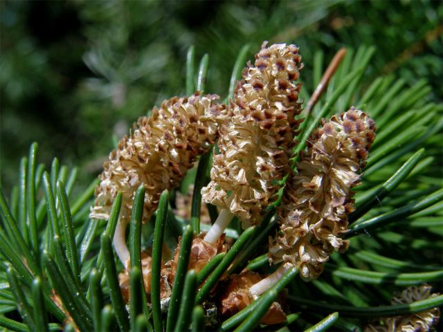 Smrk ztepilý (Picea abies (L.) Karsten)