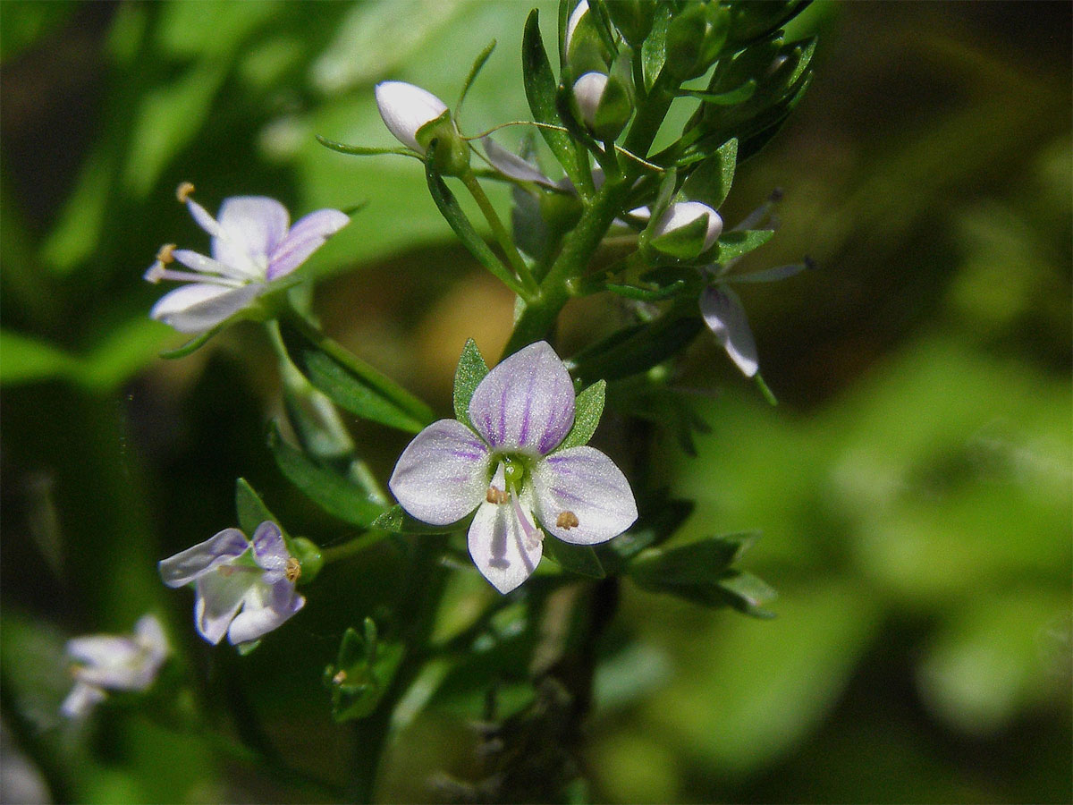 Rozrazil drchničkovitý (Veronica anagallis aquatica L.)