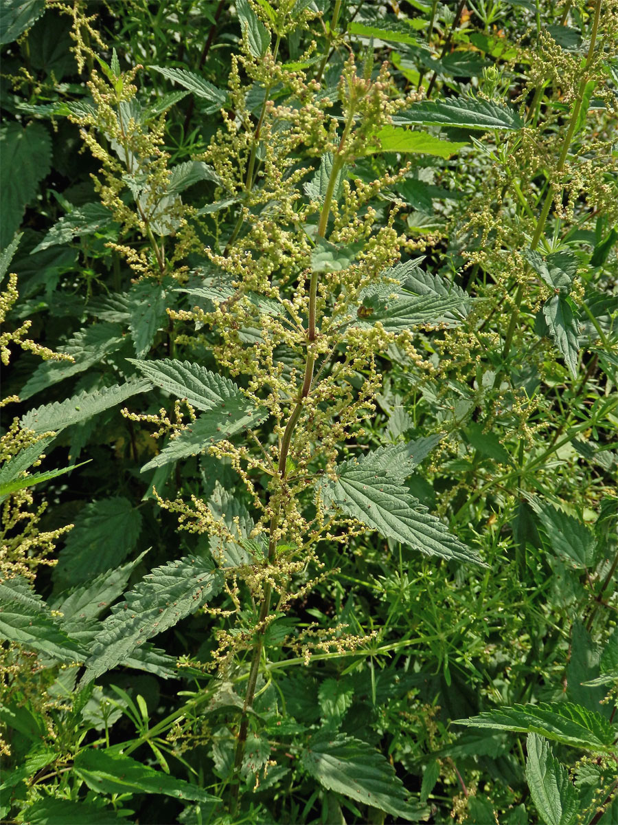 Kopřiva dvoudomá (Urtica dioica L.)