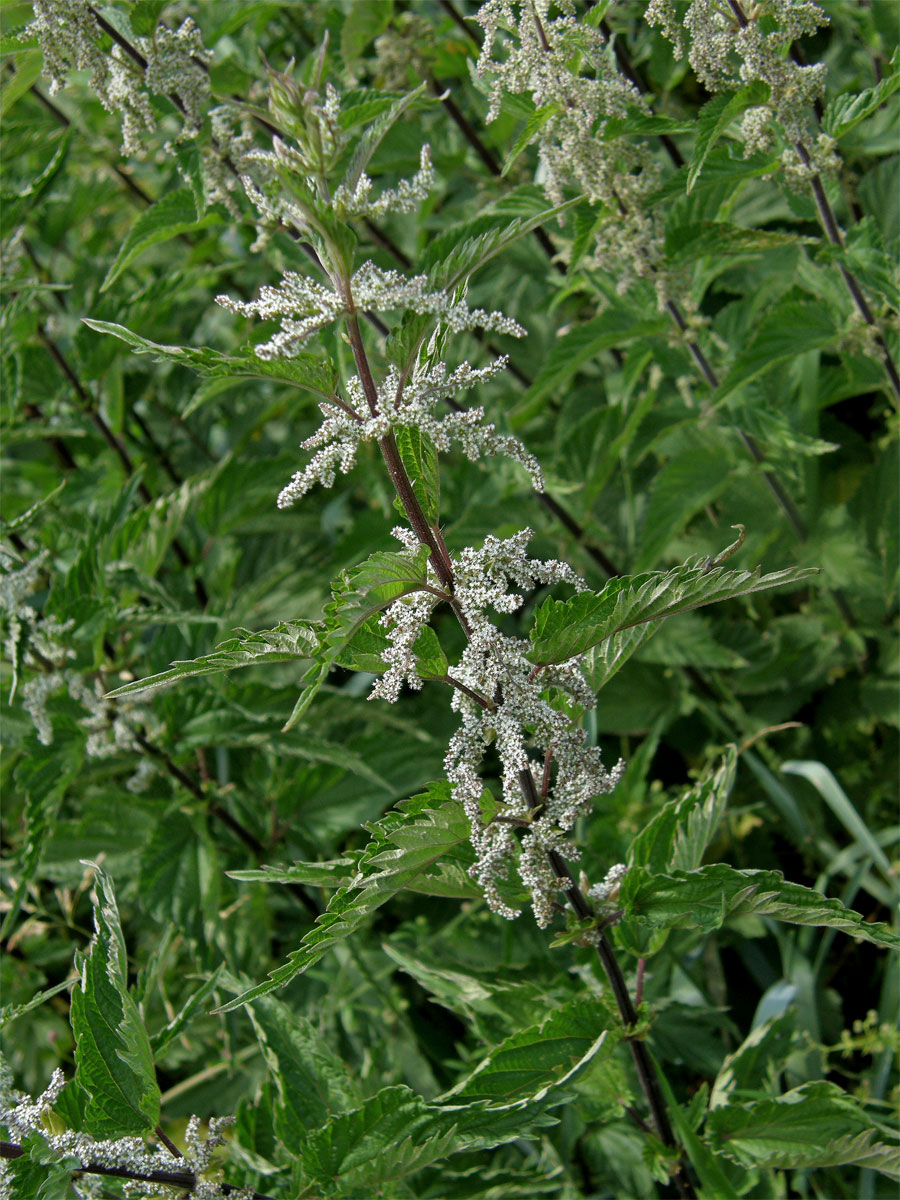 Kopřiva dvoudomá (Urtica dioica L.)