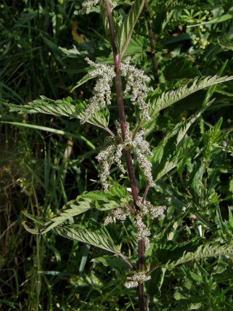 Kopřiva dvoudomá (Urtica dioica L.)