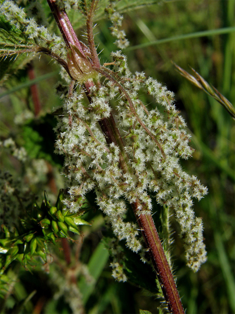 Kopřiva dvoudomá (Urtica dioica L.)