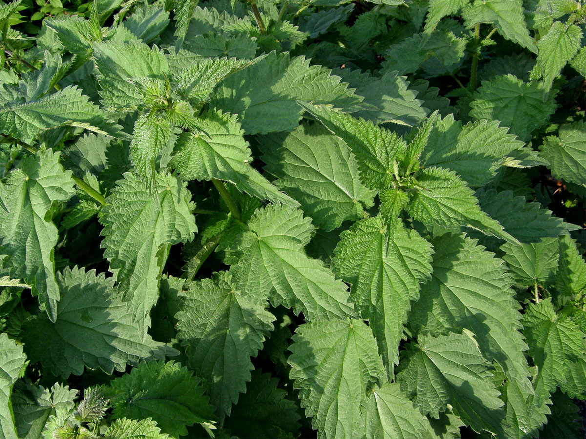 Kopřiva dvoudomá (Urtica dioica L.)