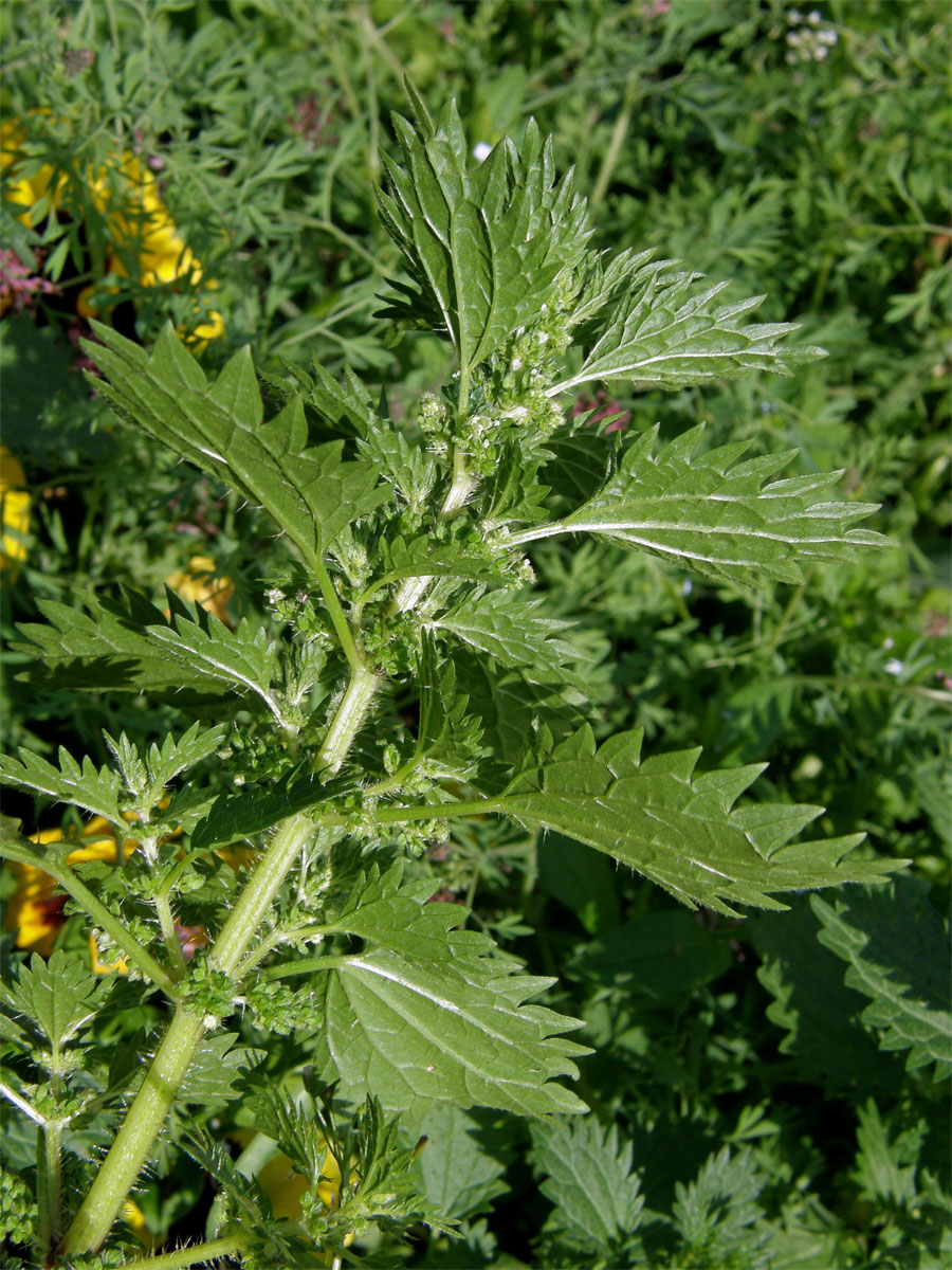 Kopřiva žahavka (Urtica urens L.)