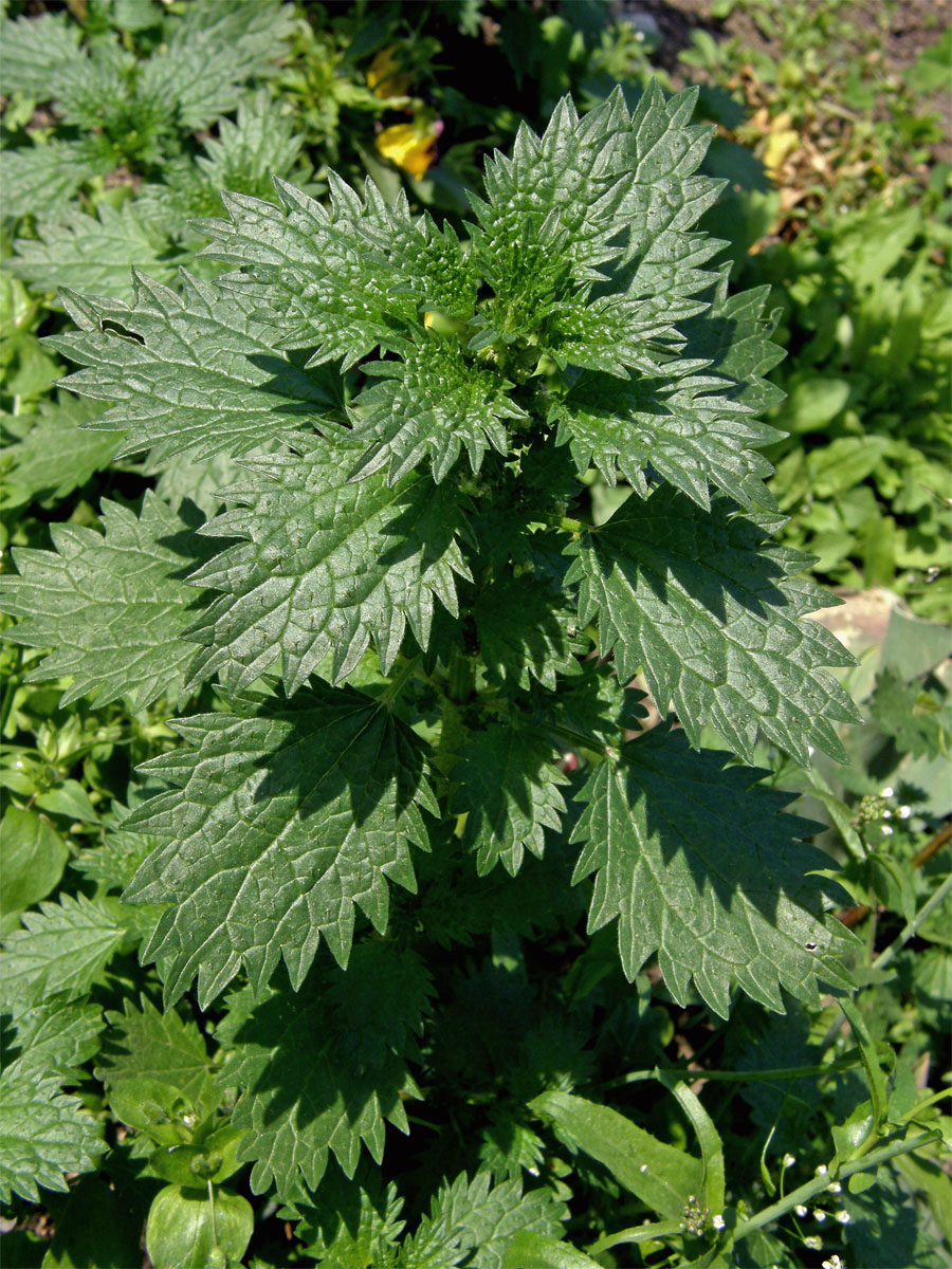 Kopřiva žahavka (Urtica urens L.)