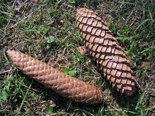 Smrk ztepilý (Picea abies (L.) Karsten)