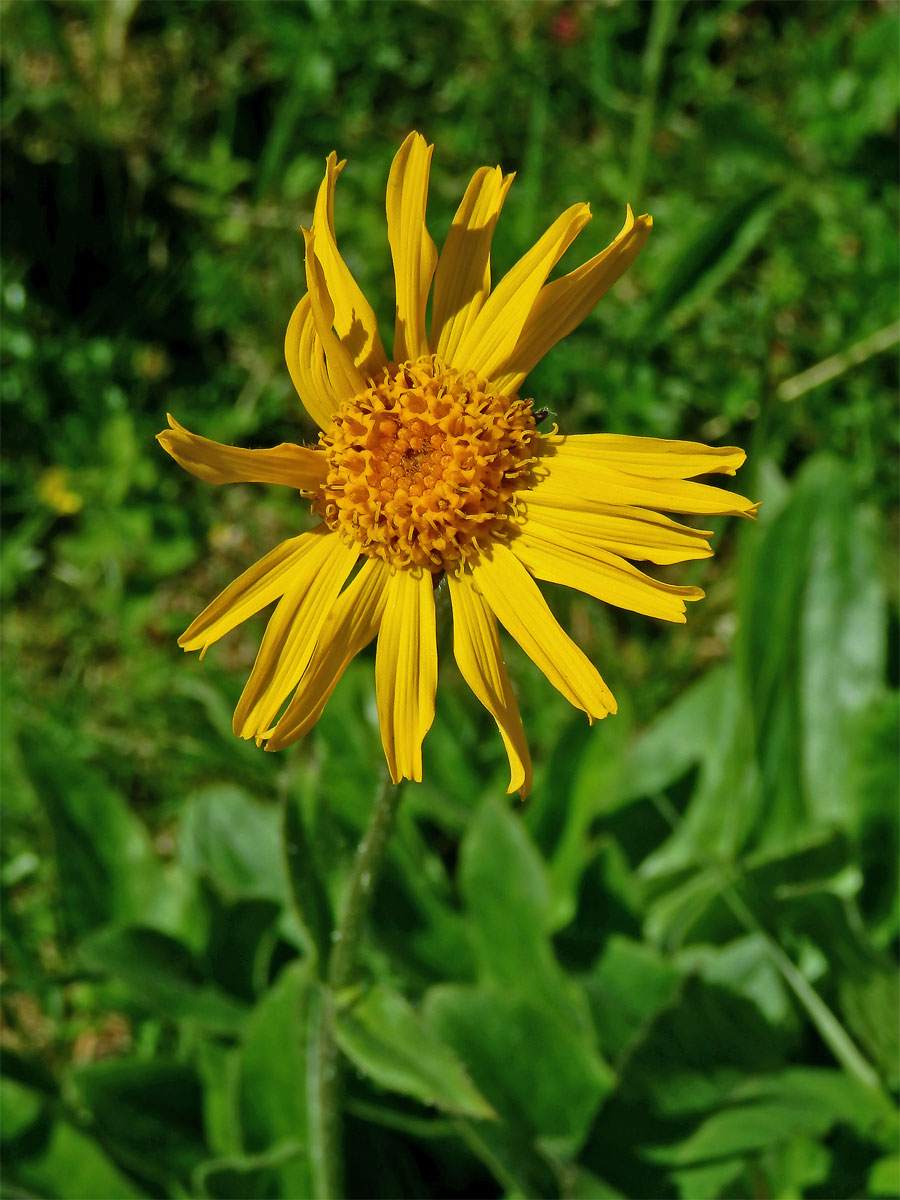 Prha arnika (chlumní) (Arnica montana L.)