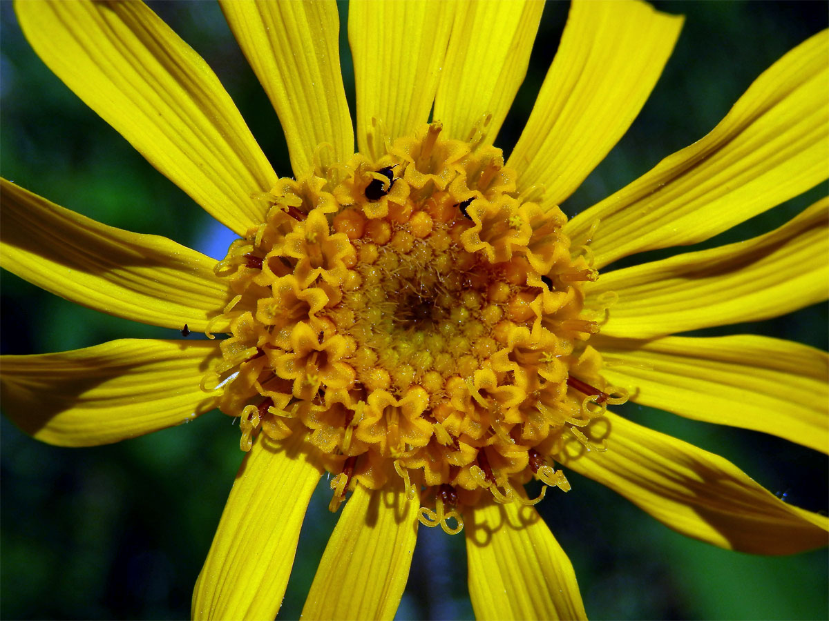 Prha arnika (chlumní) (Arnica montana L.)