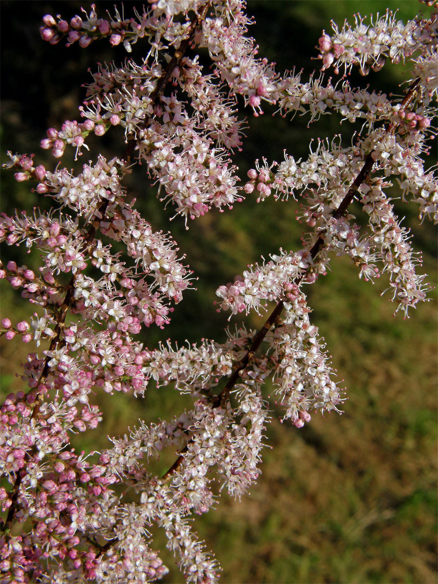 Tamaryšek malokvětý (Tamarix parviflora DC.)