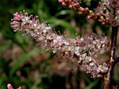 Tamaryšek malokvětý (Tamarix parviflora DC.)