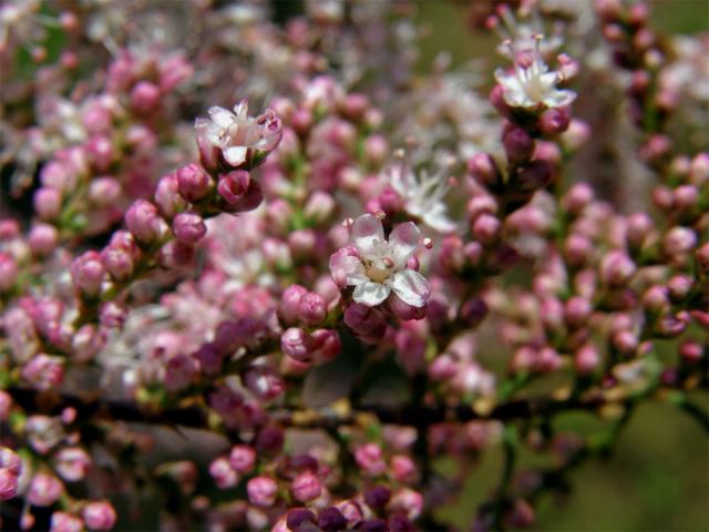 Tamaryšek malokvětý (Tamarix parviflora DC.)