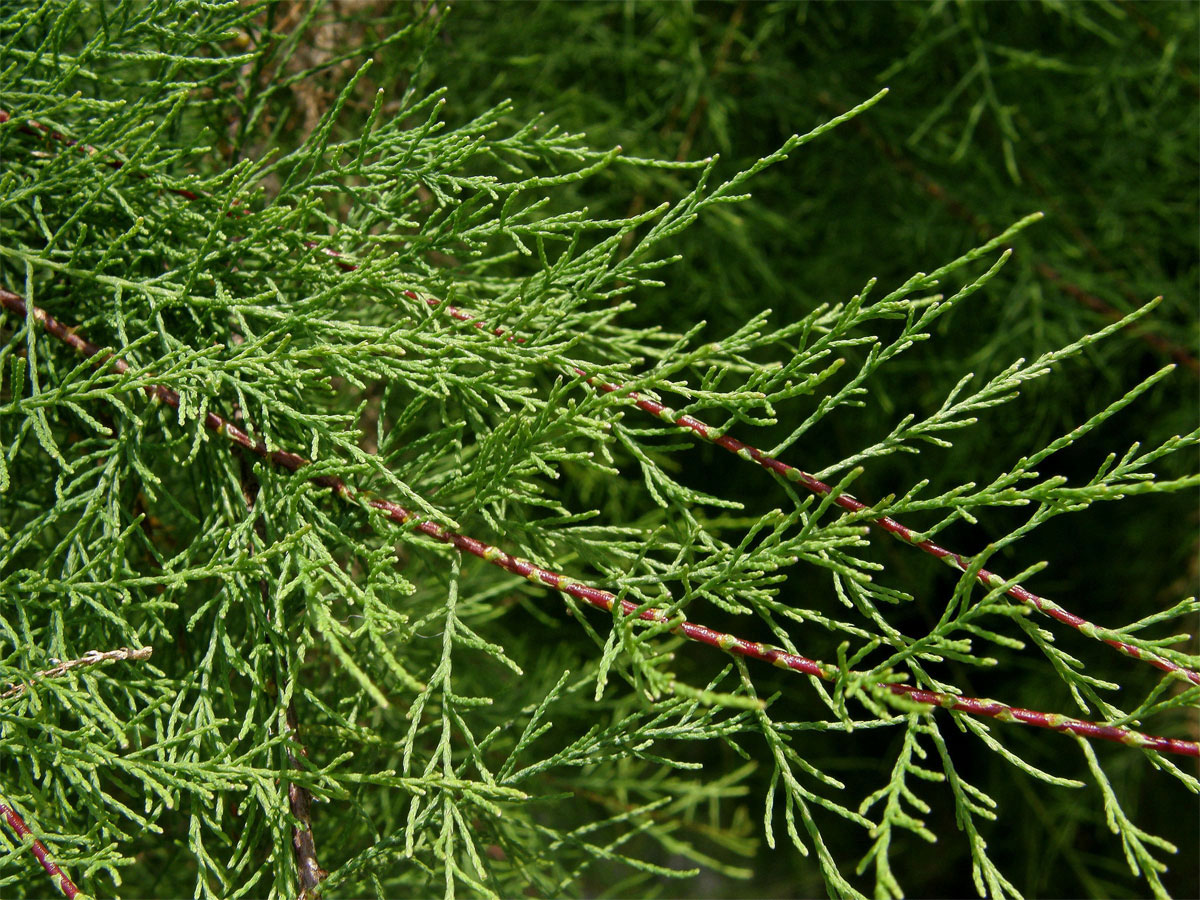 Tamaryšek malokvětý (Tamarix parviflora DC.)