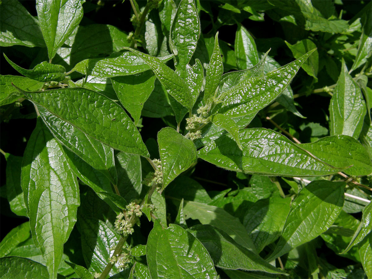 Drnavec lékařský (Parietaria officinalis L.)