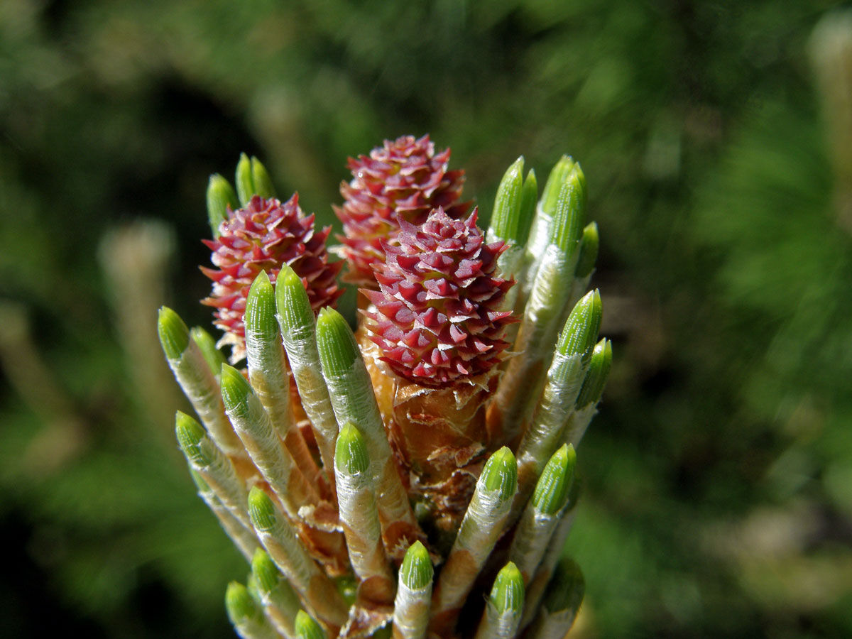 Borovice kleč (Pinus mugo Turra)