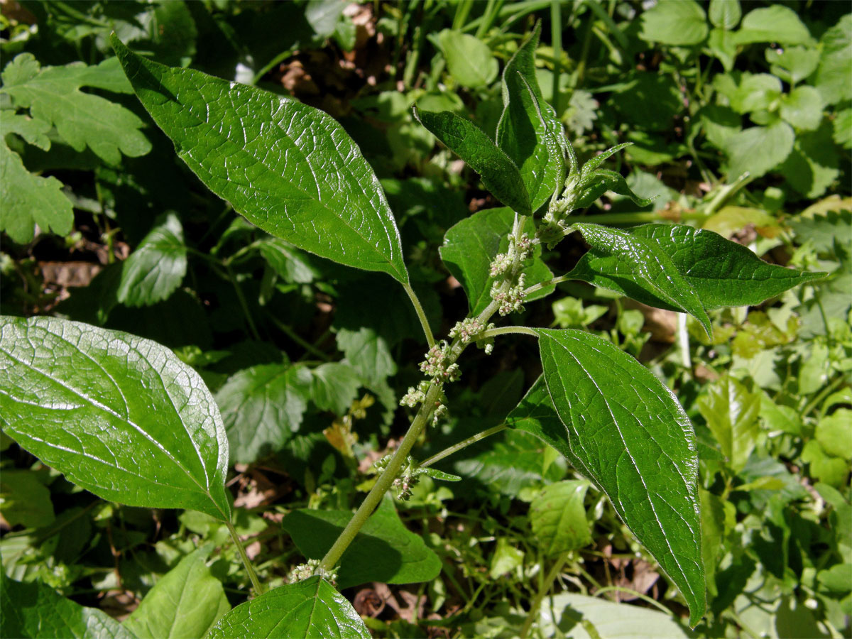 Drnavec lékařský (Parietaria officinalis L.)