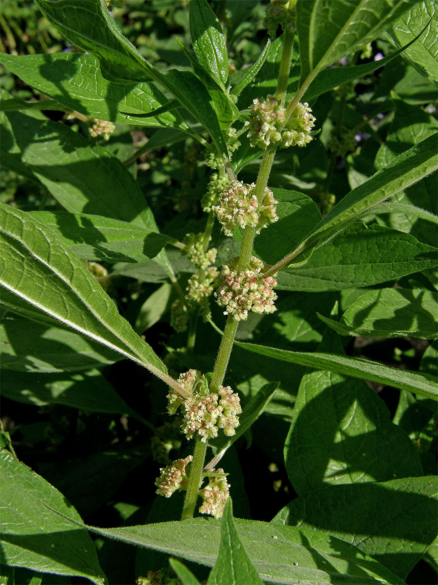 Drnavec lékařský (Parietaria officinalis L.)