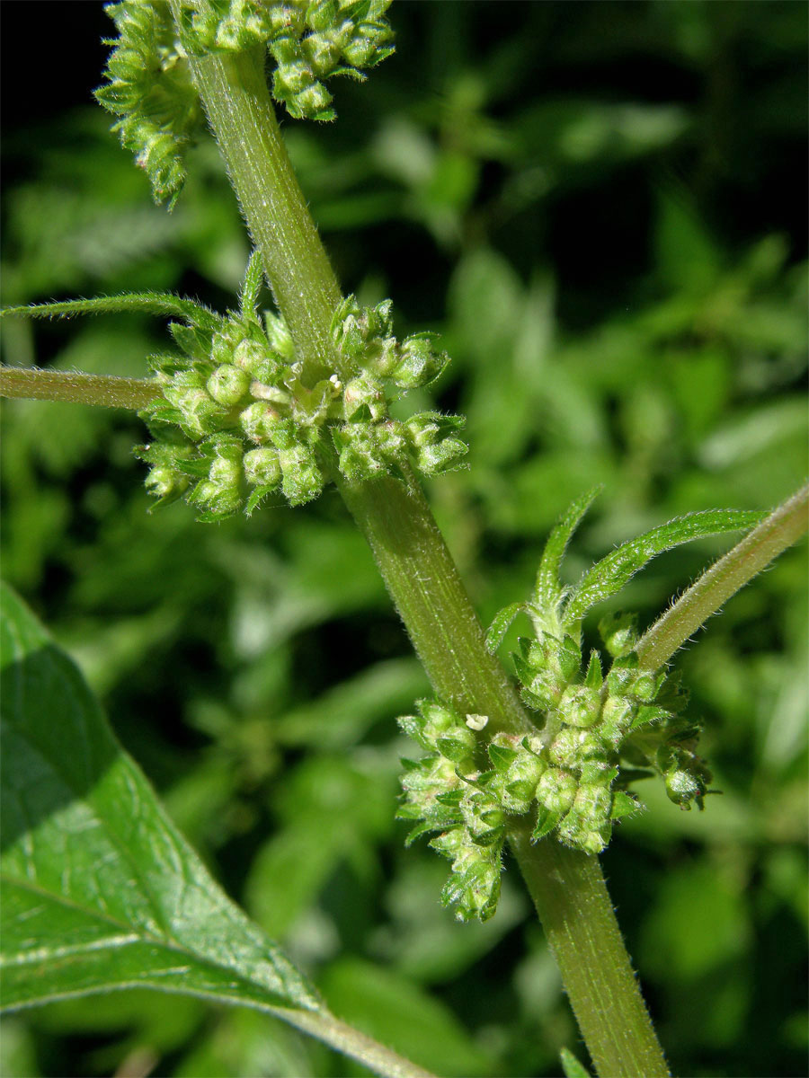 Drnavec lékařský (Parietaria officinalis L.)