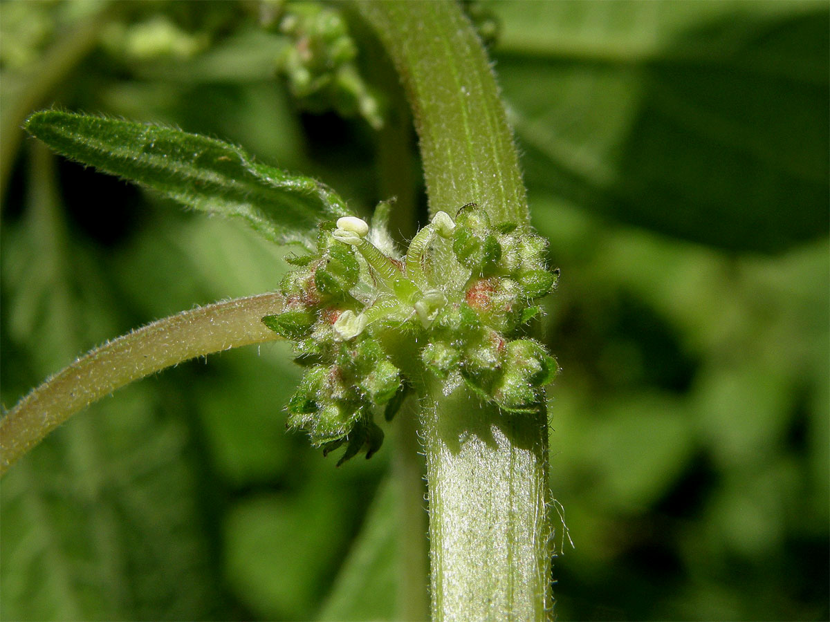 Drnavec lékařský (Parietaria officinalis L.)