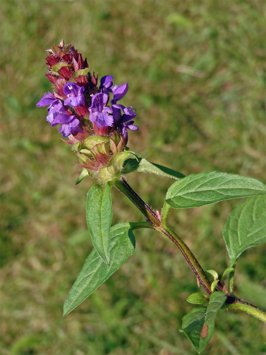 Černohlávek obecný (Prunella vulgaris L.)