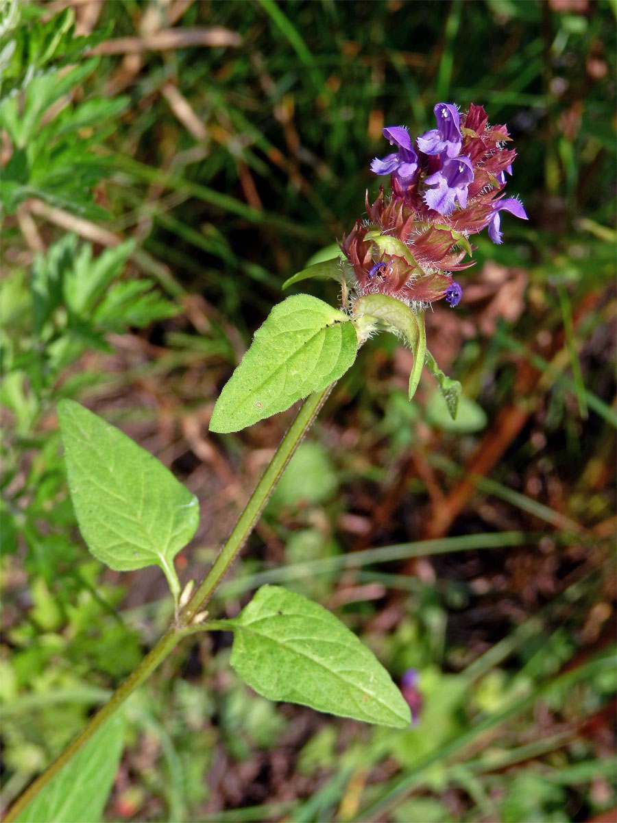 Černohlávek obecný (Prunella vulgaris L.)