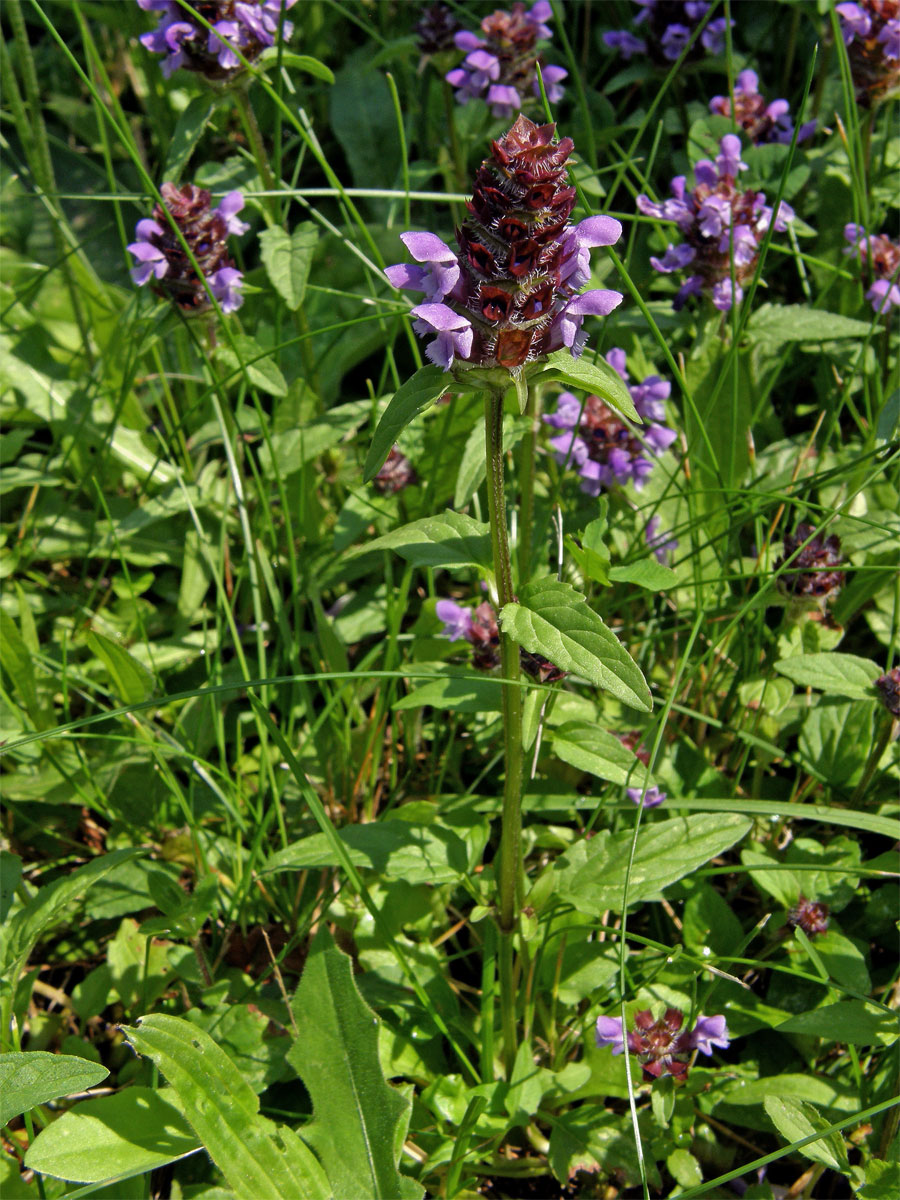 Černohlávek obecný (Prunella vulgaris L.)