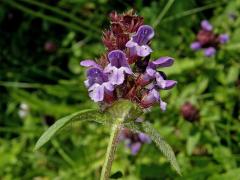 Černohlávek obecný (Prunella vulgaris L.)