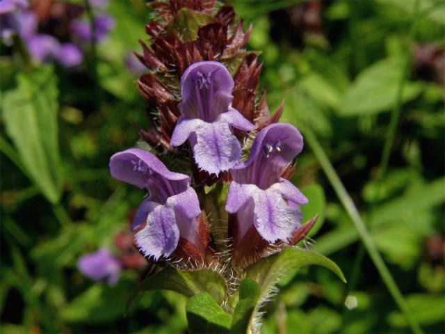 Černohlávek obecný (Prunella vulgaris L.)