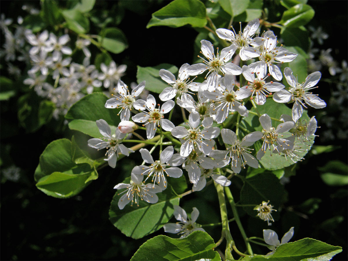 Mahalebka obecná (Prunus mahaleb L.)