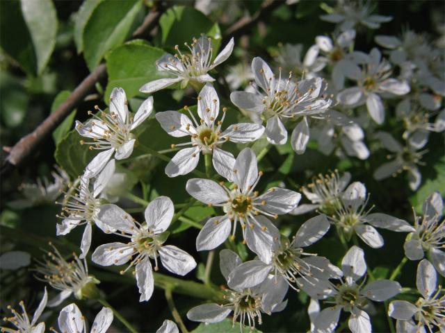 Mahalebka obecná (Prunus mahaleb L.)