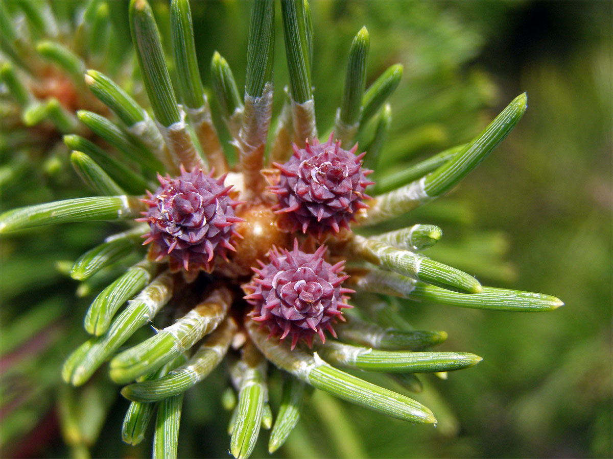 Borovice kleč (Pinus mugo Turra)