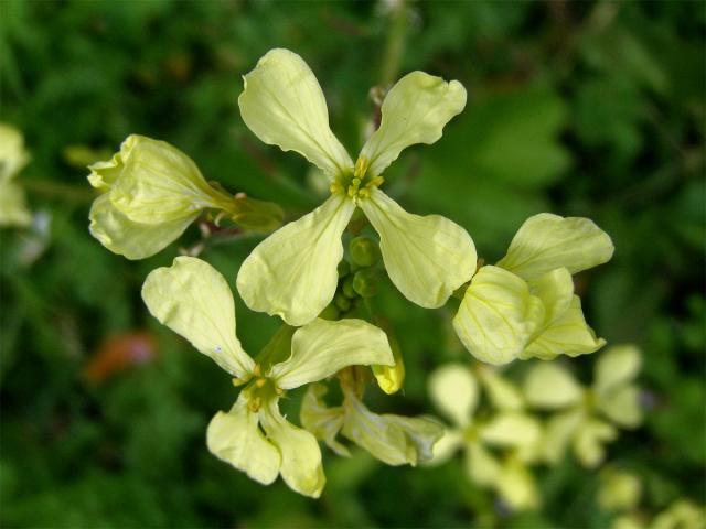 Ředkev ohnice (Raphanus raphanistrum L.)