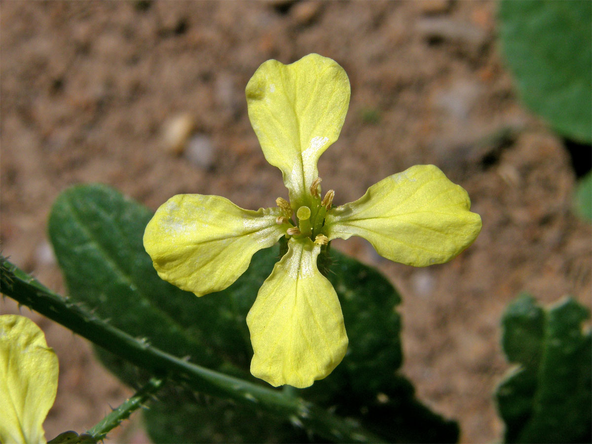 Ředkev ohnice (Raphanus raphanistrum L.)