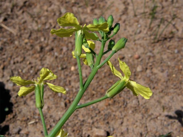 Ředkev ohnice (Raphanus raphanistrum L.)