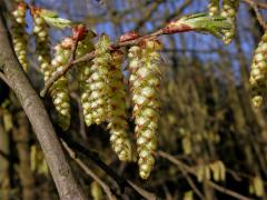 Habr obecný (Carpinus betulus L.)