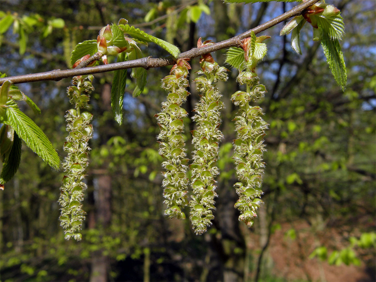 Habr obecný (Carpinus betulus L.)