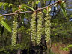 Habr obecný (Carpinus betulus L.)