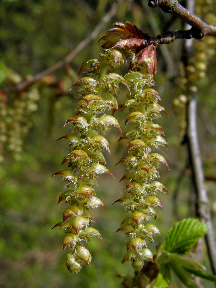 Habr obecný (Carpinus betulus L.)