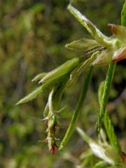 Habr obecný (Carpinus betulus L.)