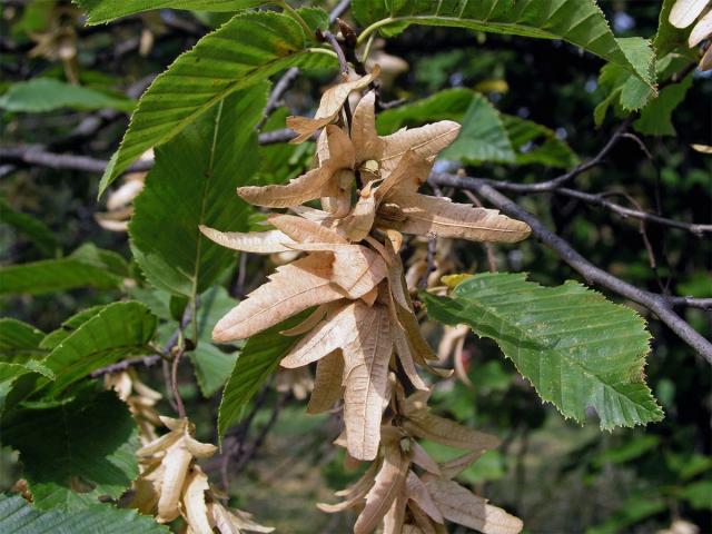 Habr obecný (Carpinus betulus L.)