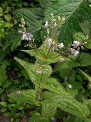 Rozrazil kopřivolistý (Veronica urticifolia Jacq.)