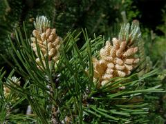 Borovice kleč (Pinus mugo Turra)