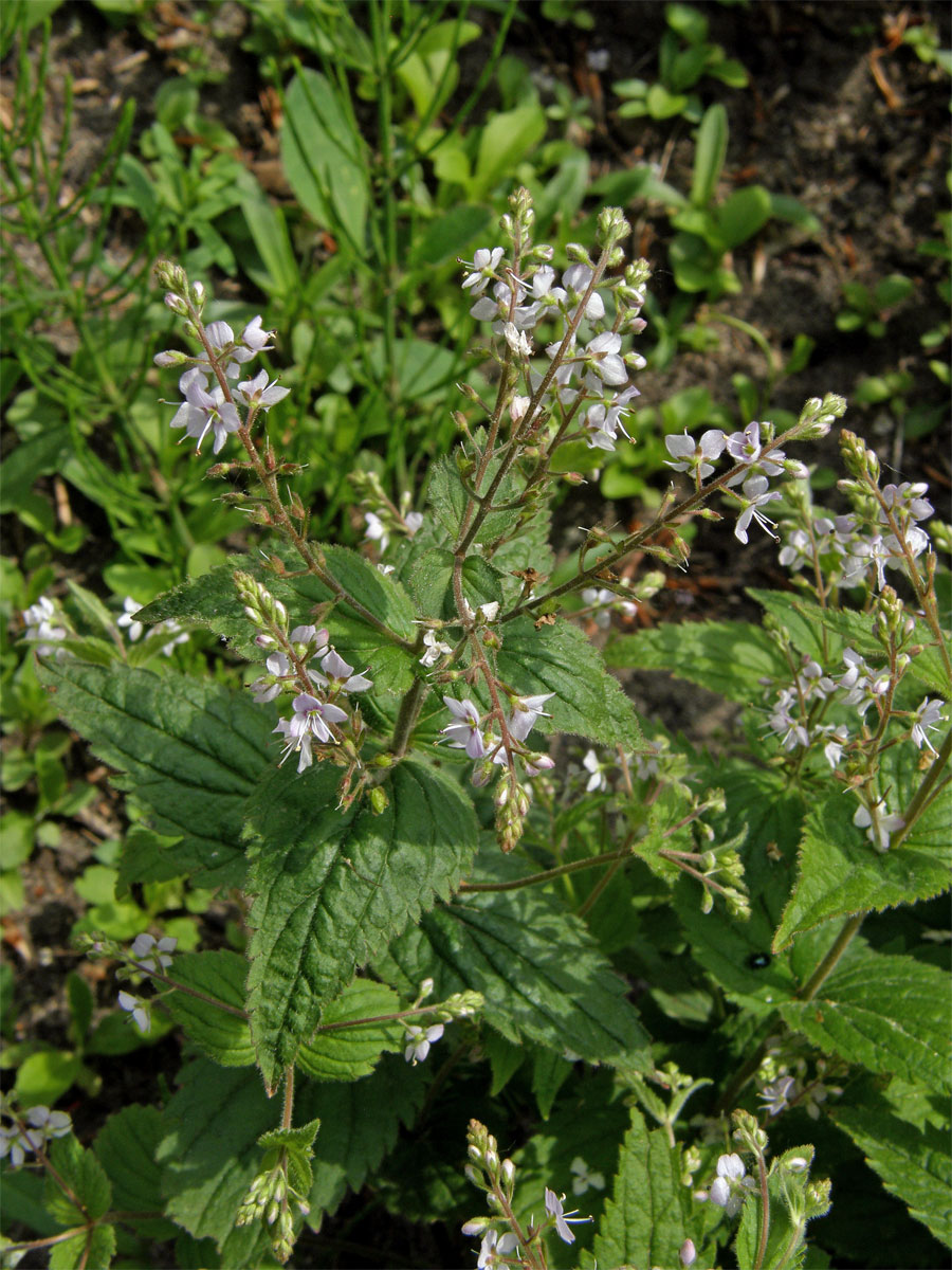 Rozrazil kopřivolistý (Veronica urticifolia Jacq.)